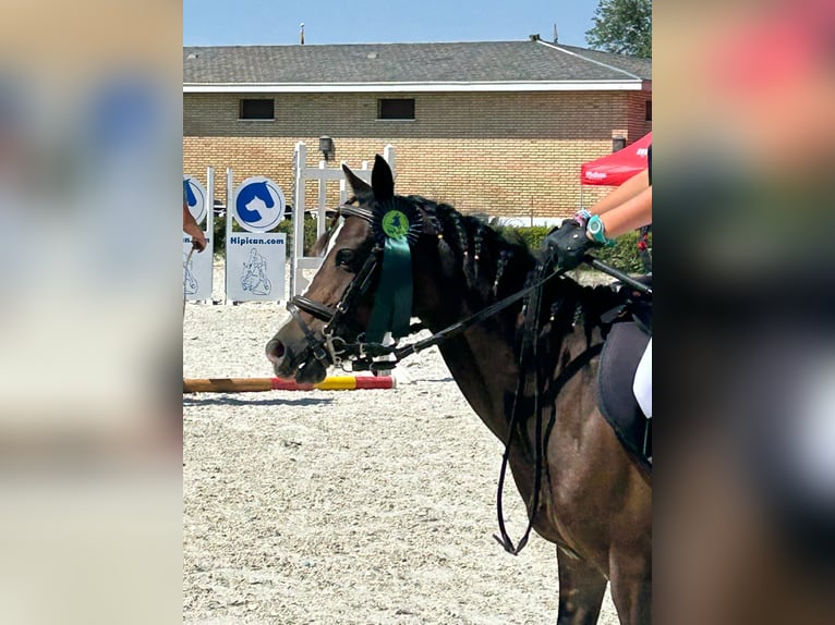 Classic Pony Stute 10 Jahre 122 cm Brauner in Alcorcon