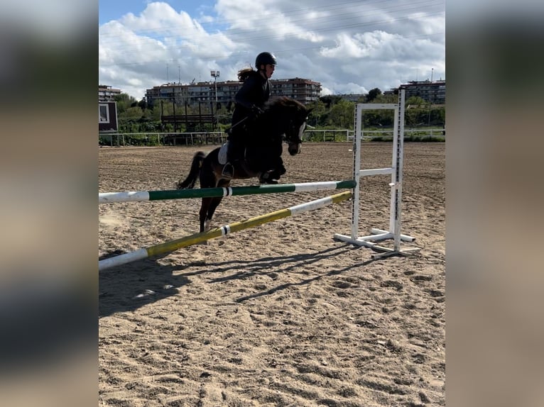 Classic Pony Stute 10 Jahre 122 cm Brauner in Alcorcon