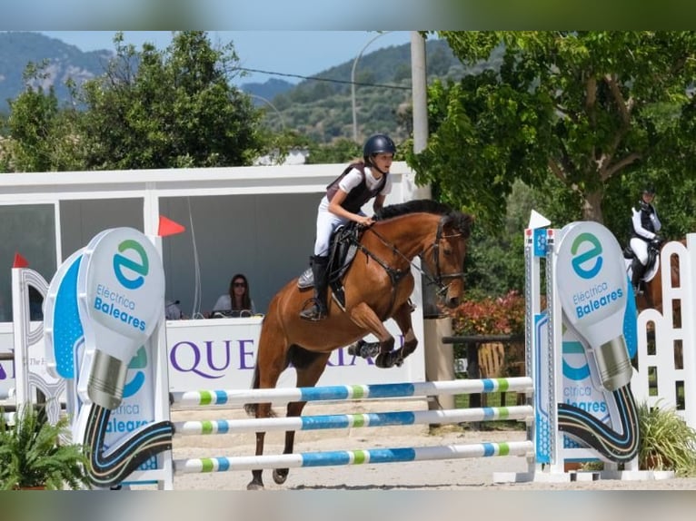 Classic Pony Stute 10 Jahre 145 cm Brauner in Bunyola