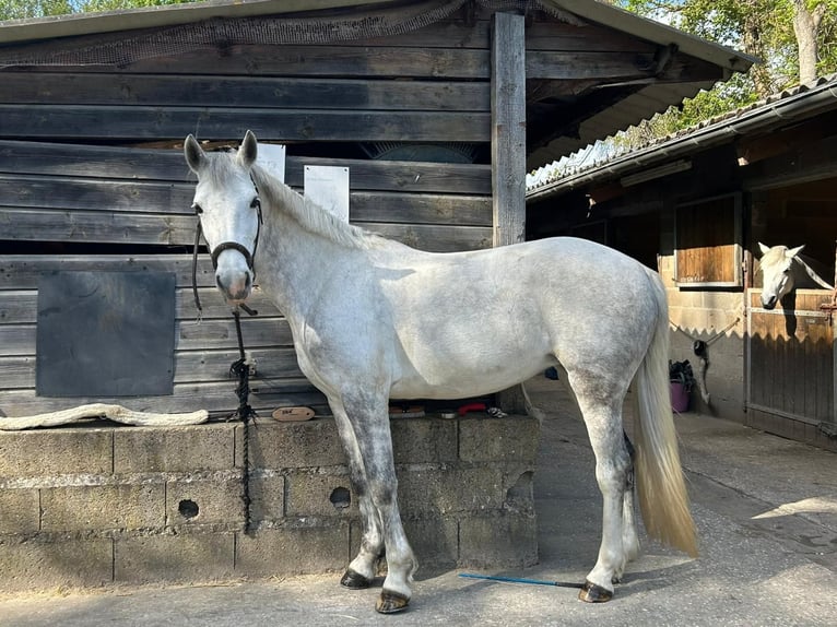 Classic Pony Stute 10 Jahre 149 cm Schimmel in Boisredon