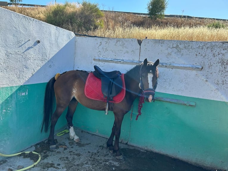 Classic Pony Stute 11 Jahre 122 cm Brauner in Alcorcon