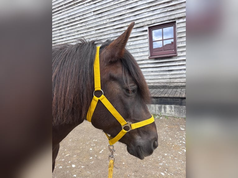 Classic Pony Mix Stute 11 Jahre 136 cm Dunkelbrauner in Rankweil