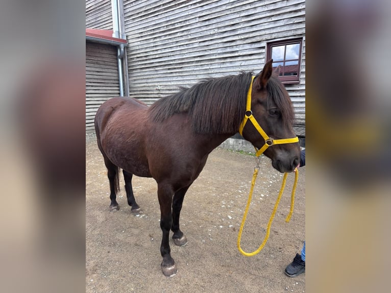Classic Pony Mix Stute 11 Jahre 136 cm Dunkelbrauner in Rankweil