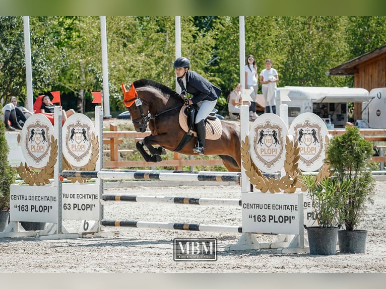 Classic Pony Mix Stute 11 Jahre 146 cm Brauner in Gheorgheni