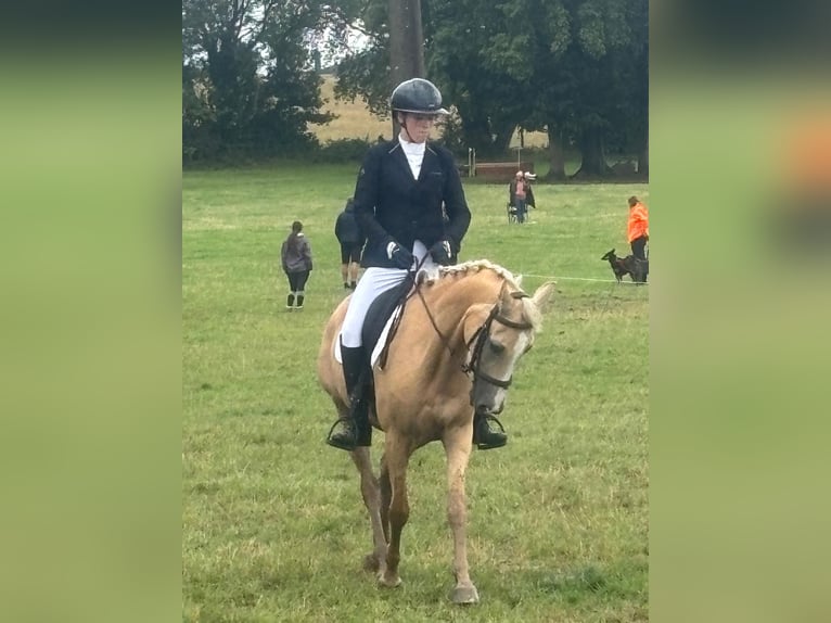 Classic Pony Stute 11 Jahre 147 cm Palomino in Lasne