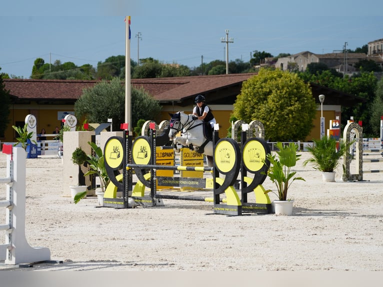 Classic Pony Stute 11 Jahre 147 cm White in Agrigento