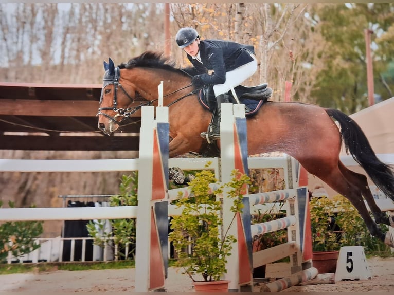 Classic Pony Stute 11 Jahre 149 cm Brauner in Roma
