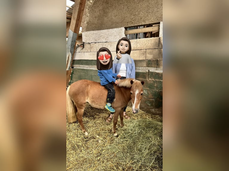 Classic Pony Stute 12 Jahre 110 cm Fuchs in Inzlingen
