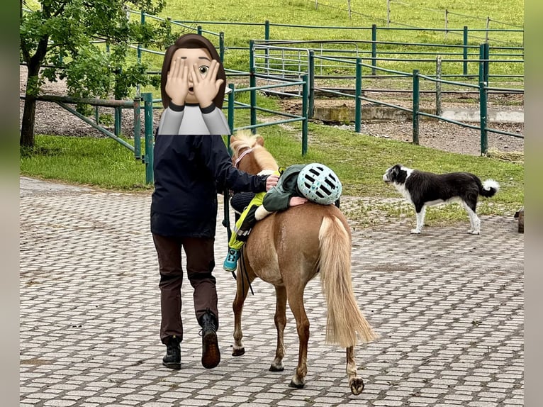 Classic Pony Stute 12 Jahre 110 cm Fuchs in Inzlingen