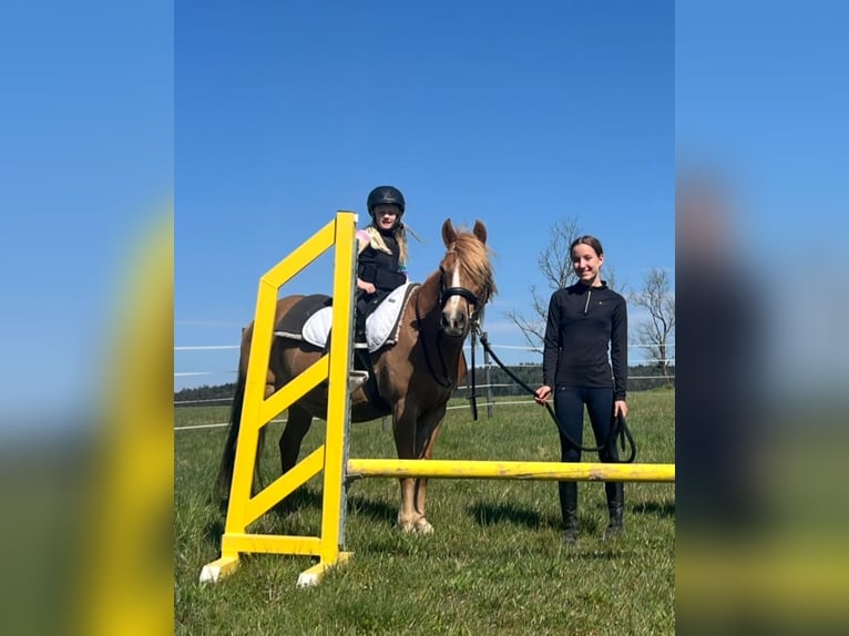 Classic Pony Stute 12 Jahre 145 cm Hellbrauner in Uttendorf