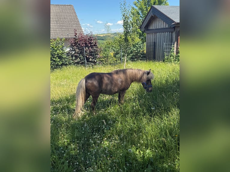 Classic Pony Stute 13 Jahre 106 cm Falbe in Daleiden