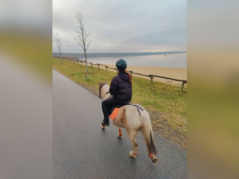 Classic Pony Mix Stute 13 Jahre 120 cm Schecke in Boxberg/Oberlausitz