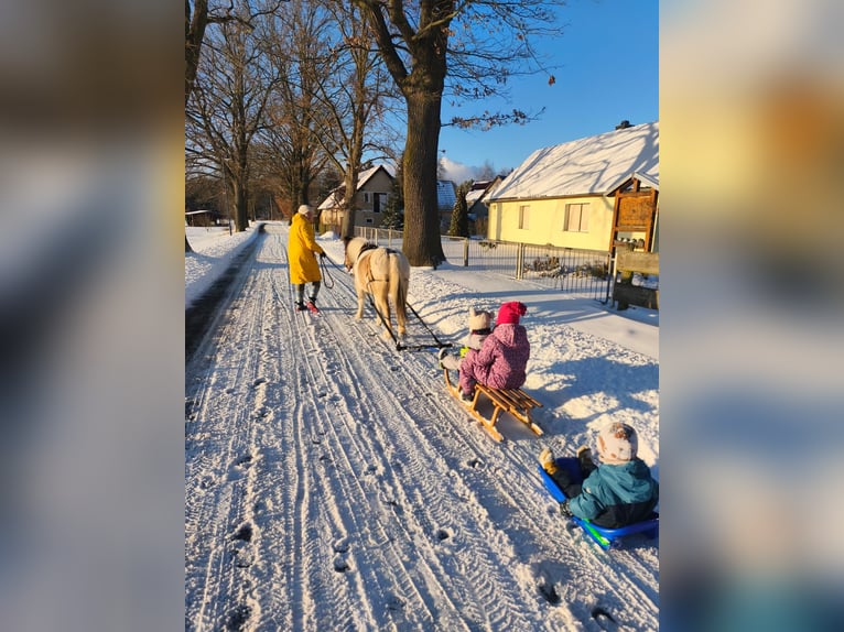 Classic Pony Mix Stute 13 Jahre 120 cm Schecke in Boxberg/Oberlausitz