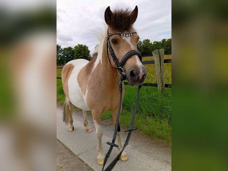 Classic Pony Mix Stute 13 Jahre 120 cm Schecke in Boxberg/Oberlausitz