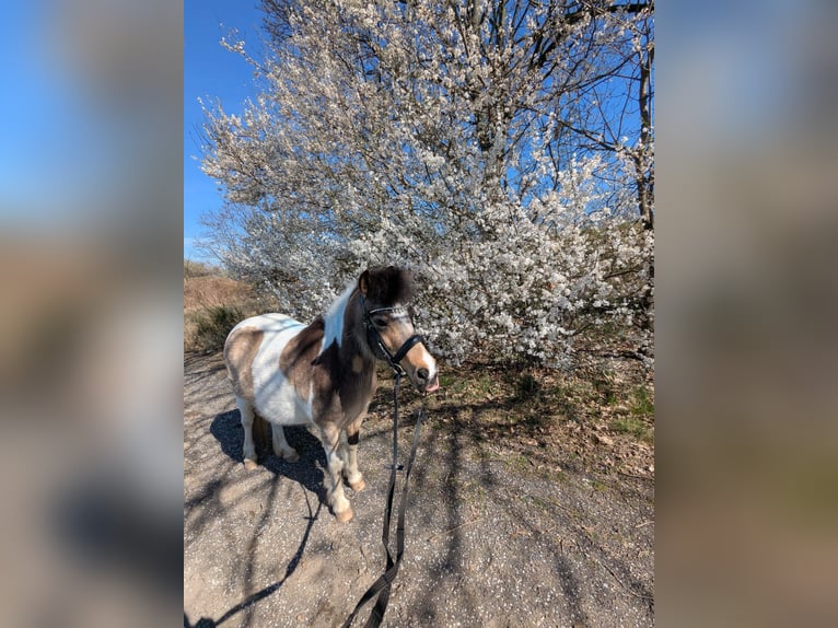 Classic Pony Mix Stute 13 Jahre 120 cm Schecke in Boxberg/Oberlausitz