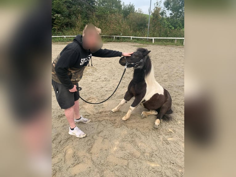 Classic Pony Stute 14 Jahre 106 cm Schecke in Sipbachzell