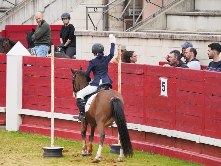 Classic Pony Stute 14 Jahre 124 cm Brauner in Mojados