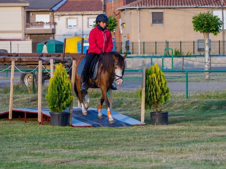 Classic Pony Stute 14 Jahre 124 cm Brauner in Mojados
