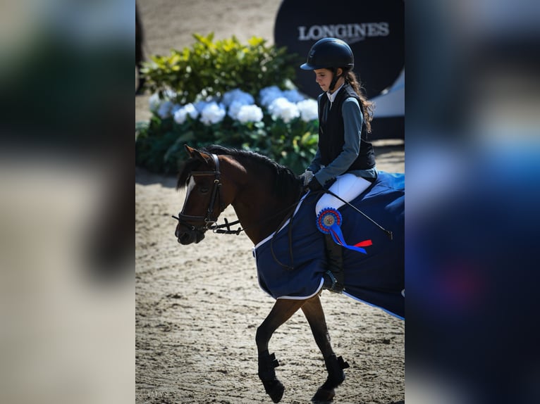 Classic Pony Stute 14 Jahre 128 cm Brauner in Viladecans