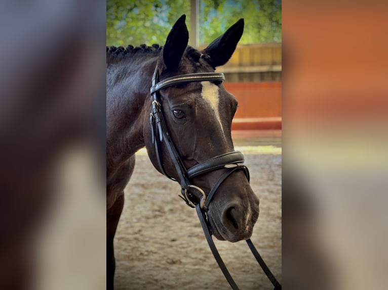 Classic Pony Stute 15 Jahre 148 cm Rappe in EISCHEN