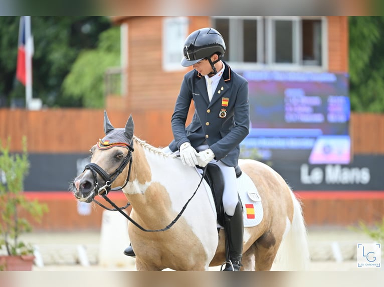 Classic Pony Stute 16 Jahre 149 cm Palomino in San Enrique De Guadiaro