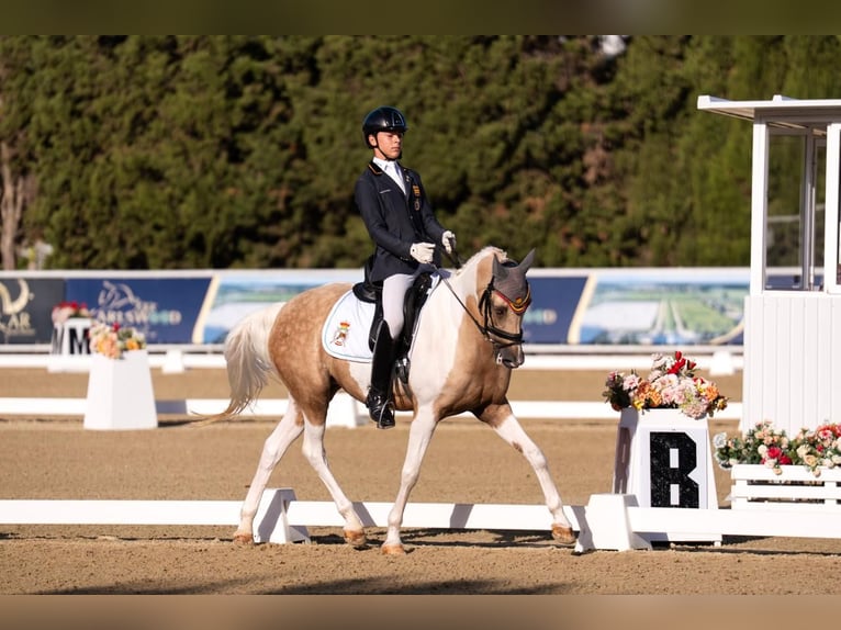 Classic Pony Stute 16 Jahre 149 cm Palomino in San Enrique De Guadiaro