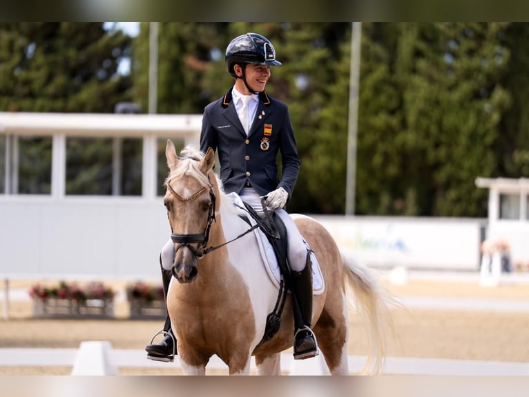 Classic Pony Stute 16 Jahre 149 cm Palomino in San Enrique De Guadiaro