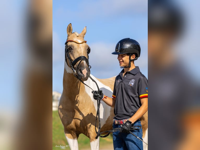 Classic Pony Stute 16 Jahre 149 cm Palomino in San Enrique De Guadiaro