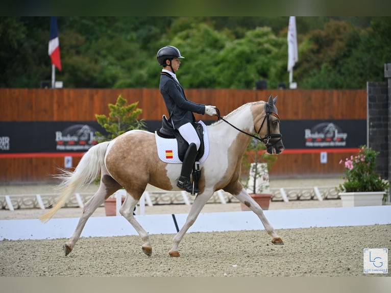 Classic Pony Stute 16 Jahre 149 cm Palomino in San Enrique De Guadiaro