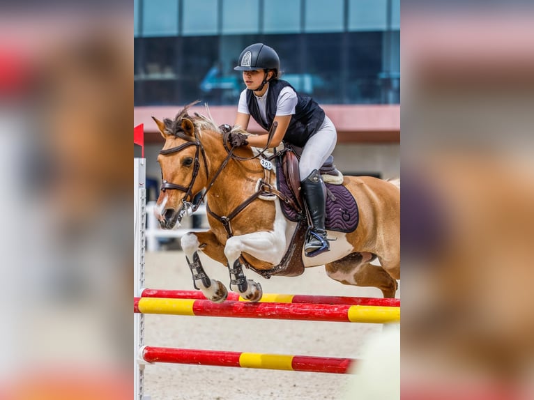 Classic Pony Mix Stute 18 Jahre 140 cm Schecke in Castellon De La Plana/Castello De La Pla