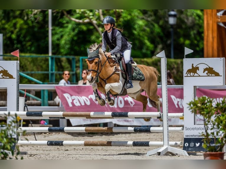 Classic Pony Mix Stute 18 Jahre 140 cm Schecke in Castellon De La Plana/Castello De La Pla