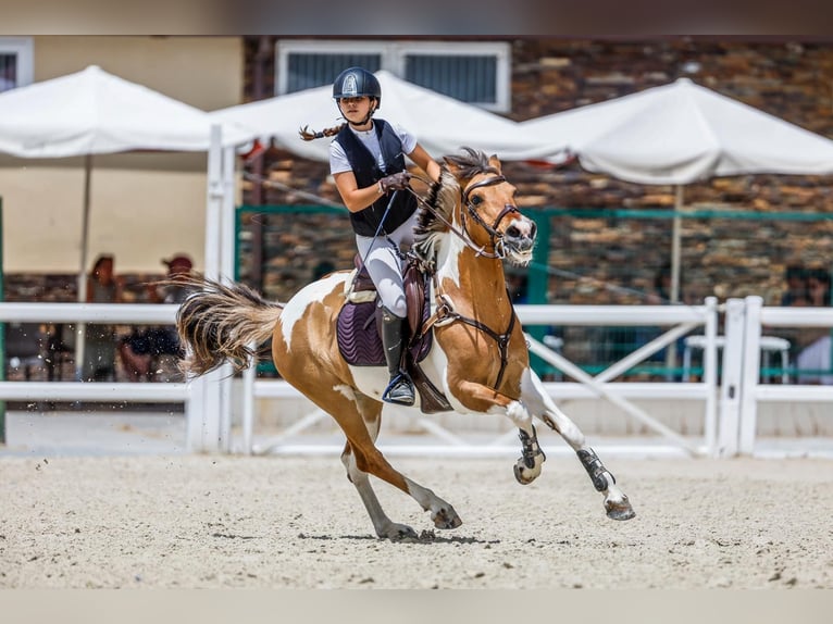 Classic Pony Mix Stute 18 Jahre 140 cm Schecke in Castellon De La Plana/Castello De La Pla