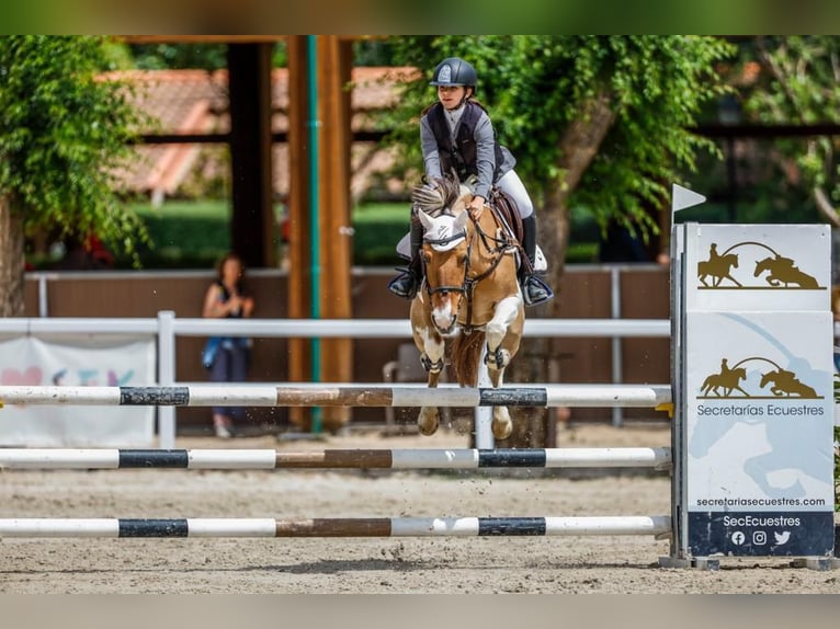 Classic Pony Mix Stute 18 Jahre 140 cm Schecke in Castellon De La Plana/Castello De La Pla