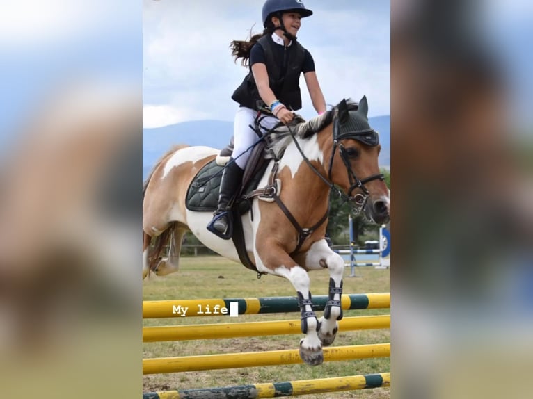 Classic Pony Mix Stute 18 Jahre 140 cm Schecke in Castellon De La Plana/Castello De La Pla