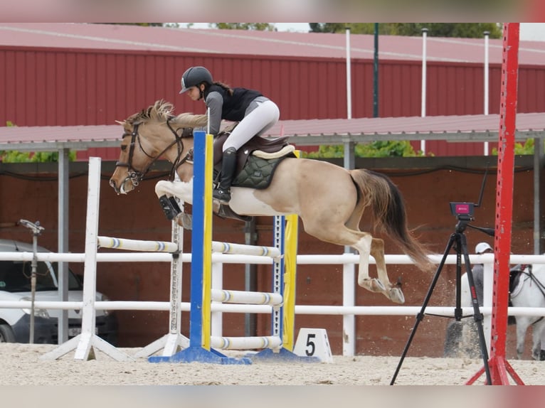 Classic Pony Mix Stute 18 Jahre 140 cm Schecke in Castellon De La Plana/Castello De La Pla