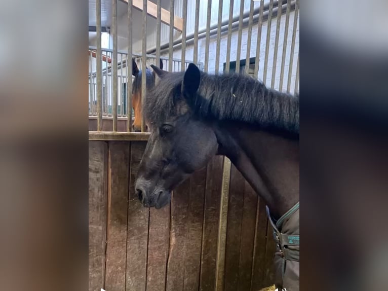 Classic Pony Stute 19 Jahre 145 cm Rappe in Warendorf