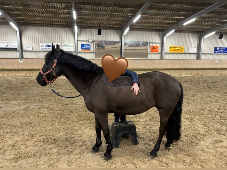 Classic Pony Stute 19 Jahre 145 cm Rappe in Warendorf