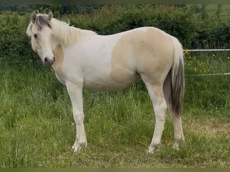 Classic Pony Mix Stute 1 Jahr 150 cm Champagne in Montceau-les-Mines