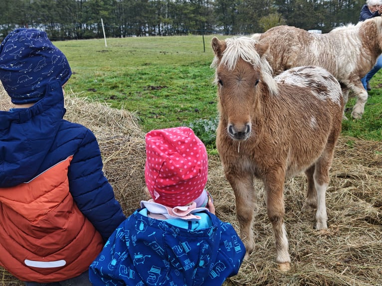 Classic Pony Stute 1 Jahr Tigerschecke in Heringsdorf