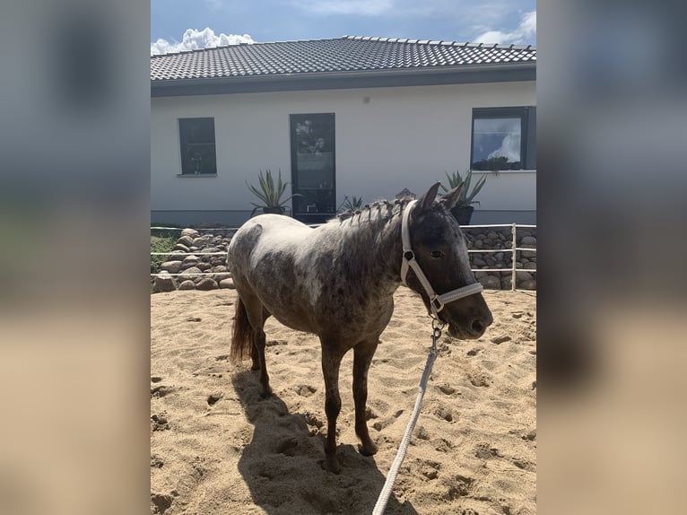 Classic Pony Stute 2 Jahre 112 cm Tigerschecke in Kabelsketal