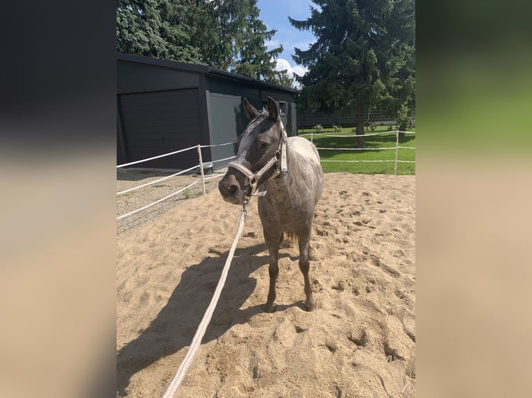 Classic Pony Stute 2 Jahre 112 cm Tigerschecke in Kabelsketal