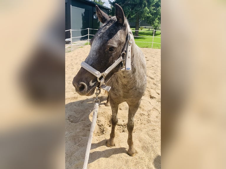 Classic Pony Stute 2 Jahre 112 cm Tigerschecke in Kabelsketal