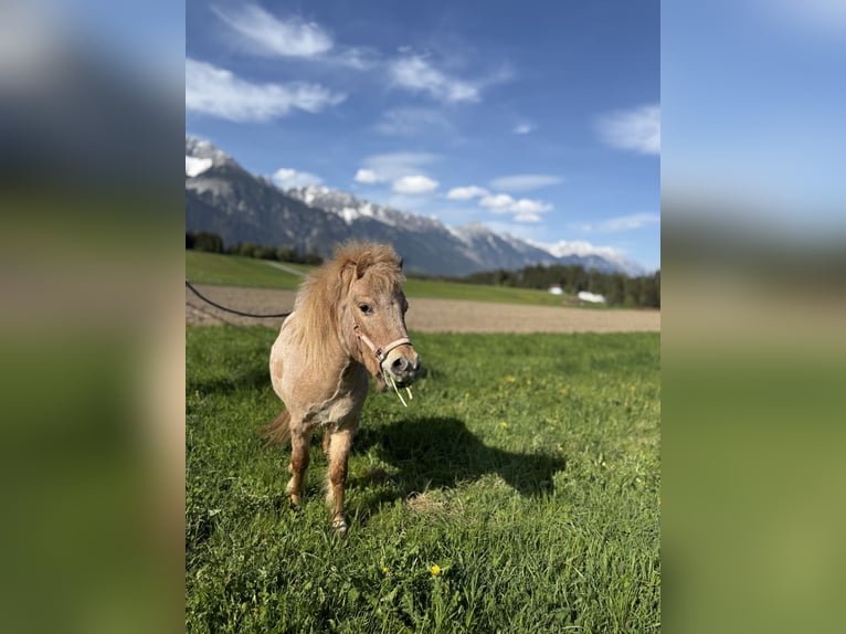 Classic Pony Mix Stute 2 Jahre 90 cm Fuchs in Götzens