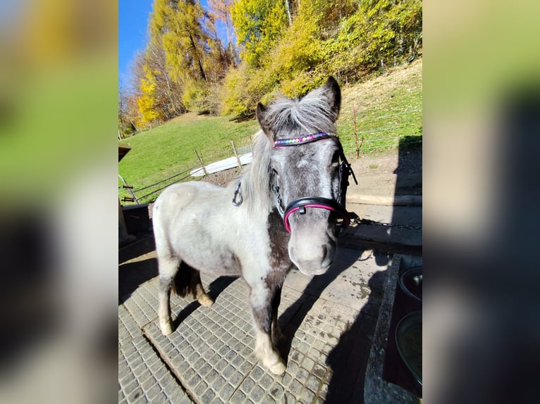 Classic Pony Mix Stute 3 Jahre 115 cm Tigerschecke in Fraxern