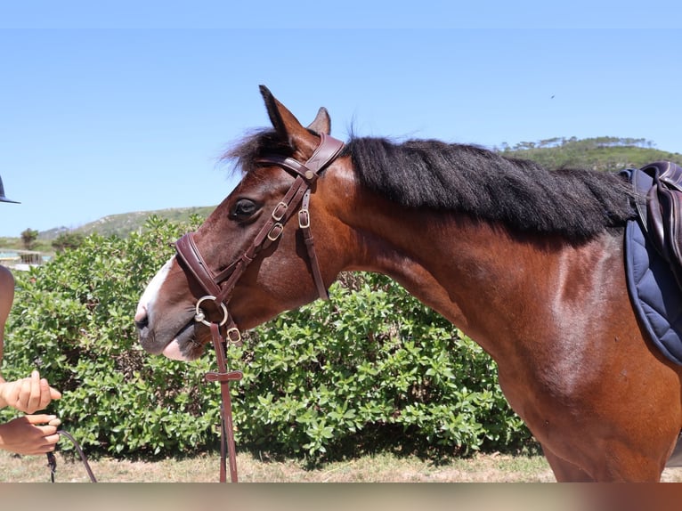 Classic Pony Mix Stute 3 Jahre 140 cm Rotbrauner in Maceira