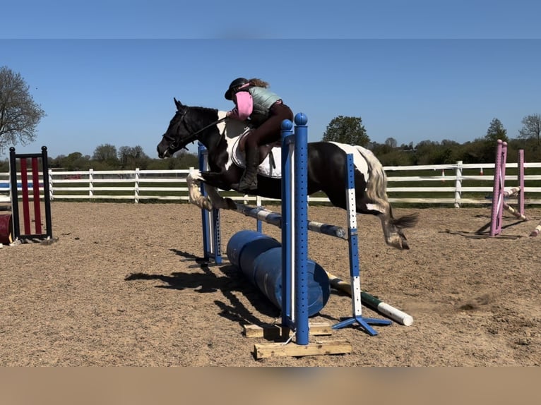Classic Pony Stute 4 Jahre 143 cm Schecke in Raheen