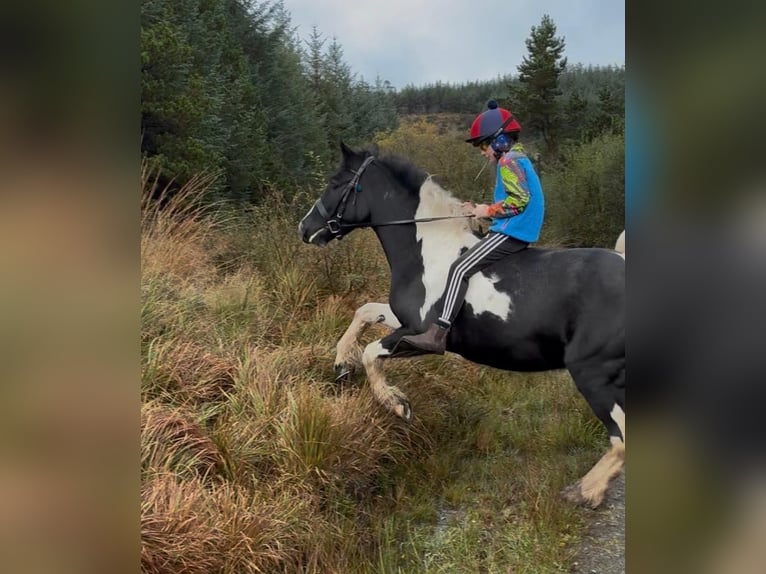 Classic Pony Stute 4 Jahre 143 cm Schecke in Raheen