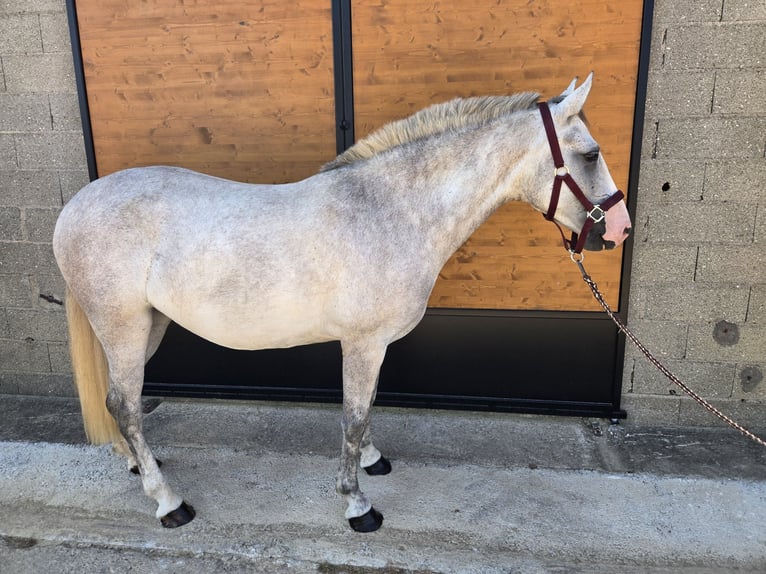 Classic Pony Stute 4 Jahre 146 cm Schimmel in Chavannes sur reyssouze