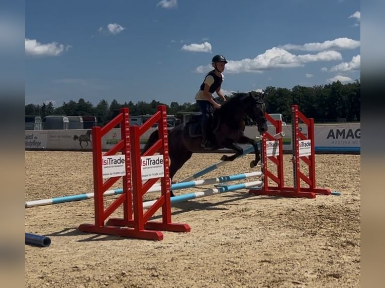 Classic Pony Stute 4 Jahre 147 cm Fliegenschimmel in Uttendorf