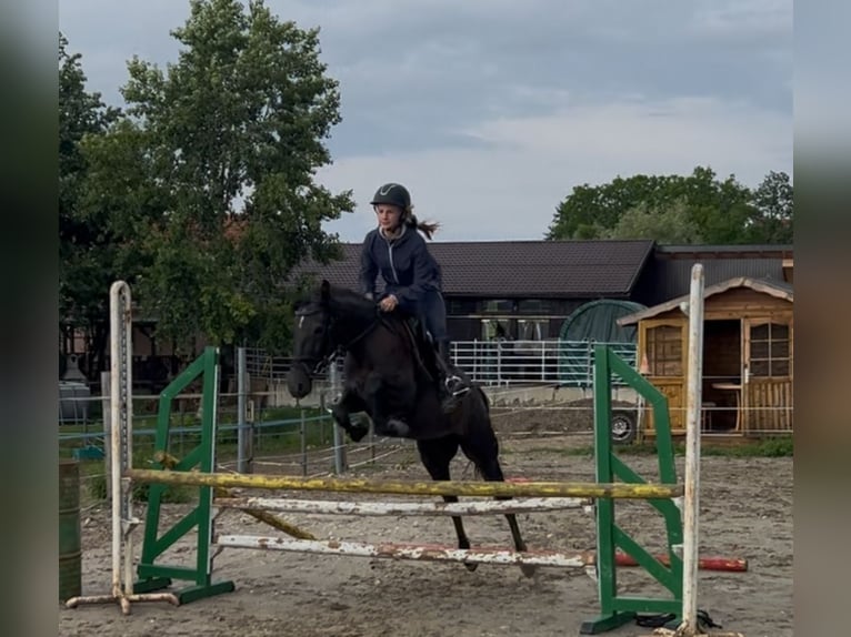 Classic Pony Stute 4 Jahre 147 cm Fliegenschimmel in Uttendorf